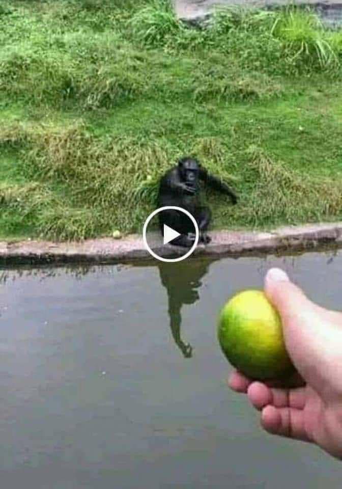 A video thumbnail of a chimpanzee reaching toward a hand holding out a lime across a moat