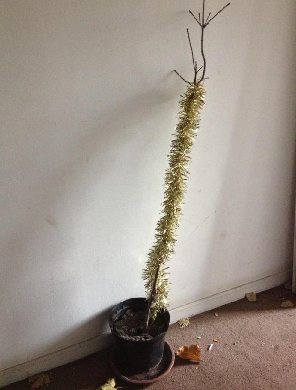 A mostly-dead houseplant wrapped in gold tinsel, slumped over next to a cigarette butt on the floor
