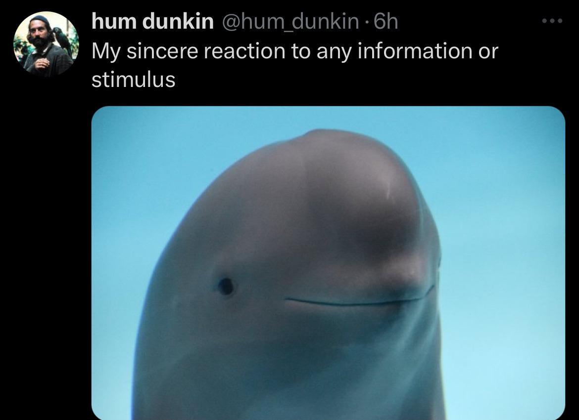 A tweet captioned 'My sincere reaction to any information or stimulus' next to a close-up photo of a beluga whale