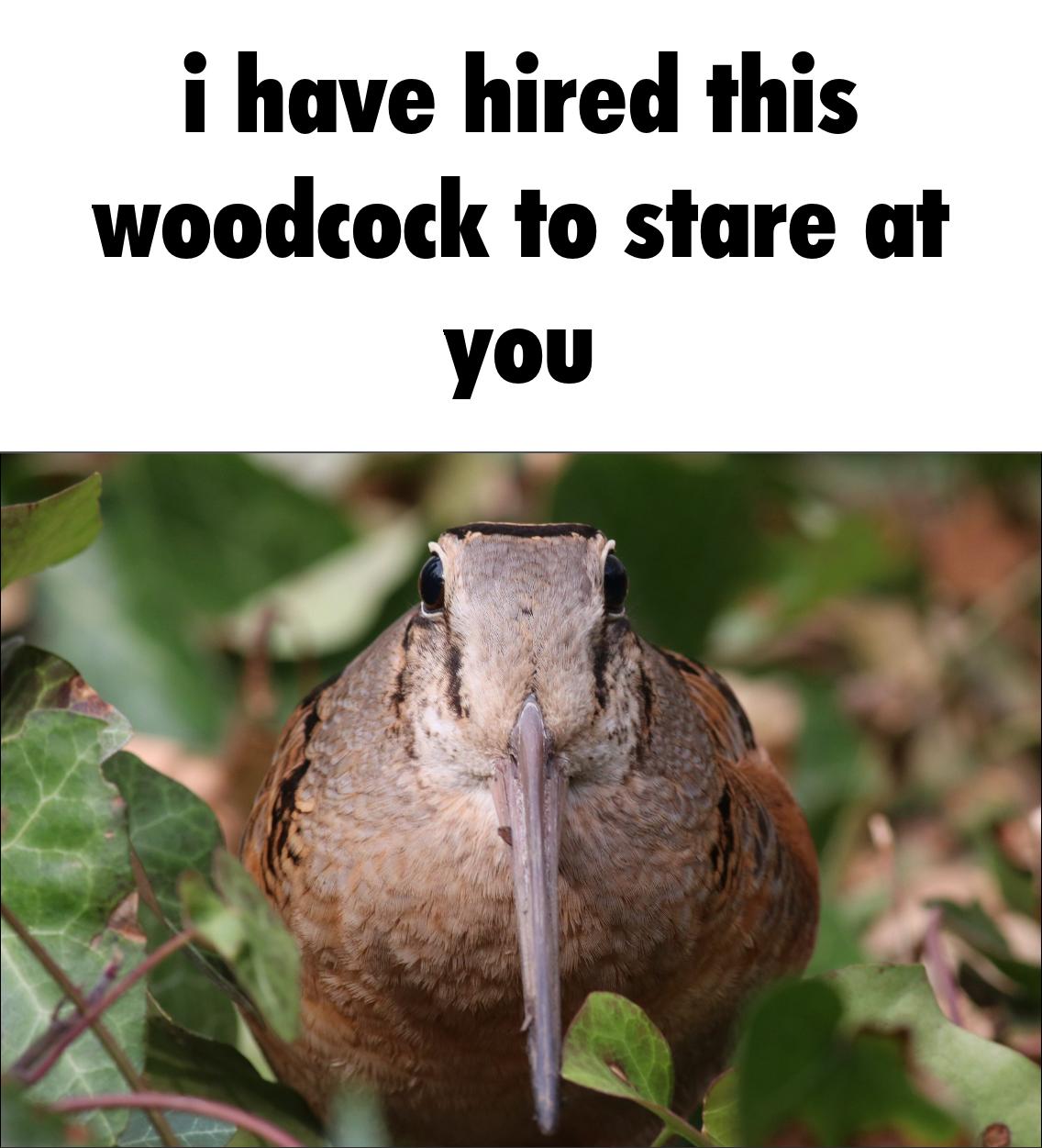 A meme captioned 'i have hired this woodcock to stare at you' over a close-up photo of a woodcock's face