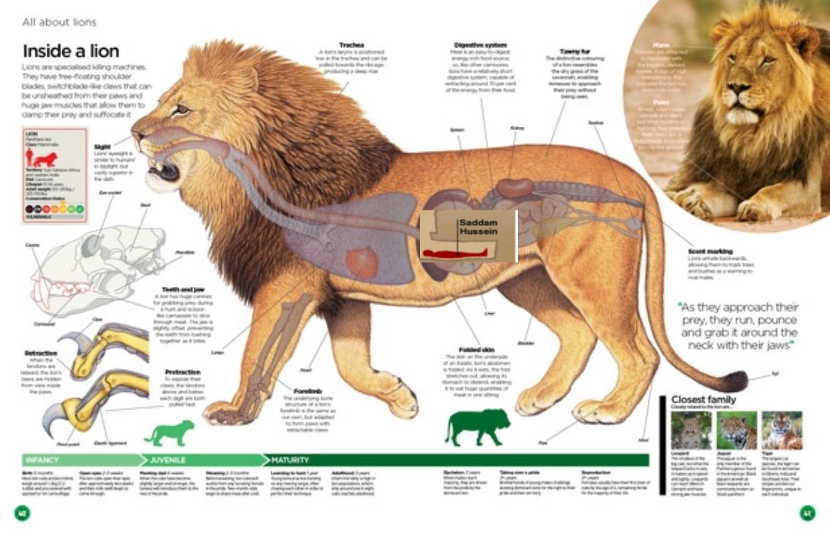 An 'Inside a Lion' anatomy infographic edited so one of the labels points to a hidden photo of Saddam Hussein