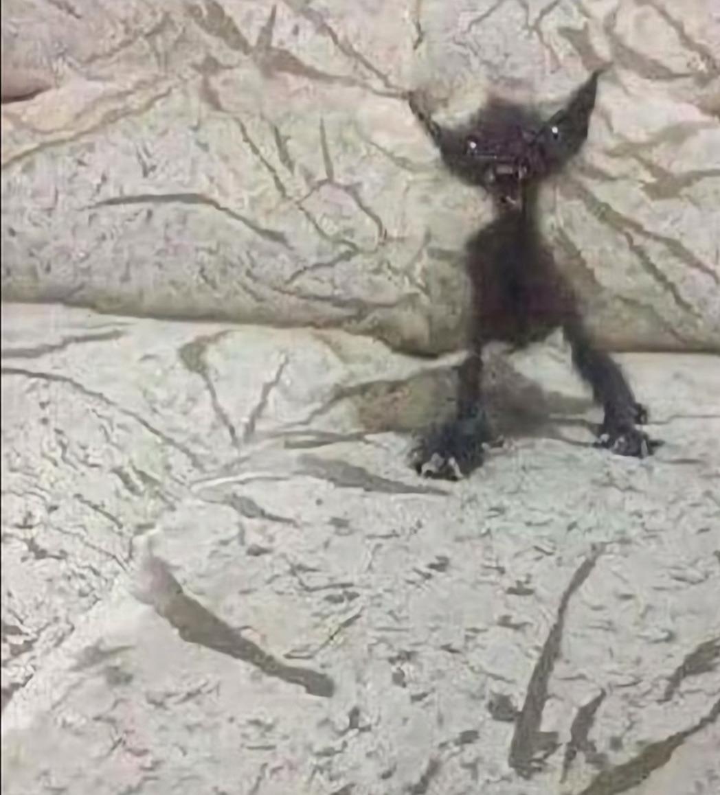 A blurry, wide-eyed black kitten standing startled on a marbled blanket